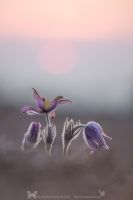 Groe Kuhschelle " Pulsatilla grandis "