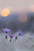 Groe Kuhschelle " Pulsatilla grandis "