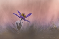 Groe Kuhschelle " Pulsatilla grandis "