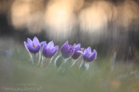 Groe Kuhschelle " Pulsatilla grandis "