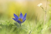 Groe Kuhschelle "Pulsatilla grandis"