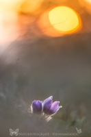 Groe Kuhschelle " Pulsatilla grandis "