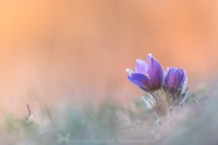 Groe Kuhschelle " Pulsatilla grandis "