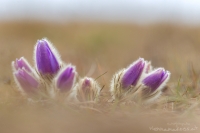 Groe Kuhschelle " Pulsatilla grandis "