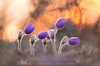 Groe Kuhschelle " Pulsatilla grandis "