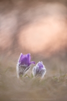 Groe Kuhschelle " Pulsatilla grandis "