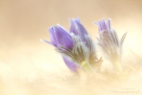 Groe Kuhschelle " Pulsatilla grandis "