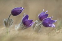 Groe Kuhschelle "Pulsatilla grandis"