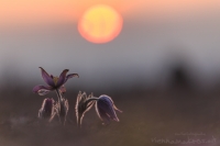 Groe Kuhschelle " Pulsatilla grandis "