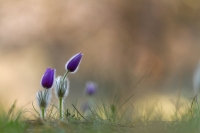 Groe Kuhschelle "Pulsatilla grandis"