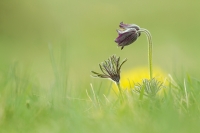 Schwarze Kuhschelle "Pulsatilla nigricans"