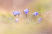 Leberblmchen " Hepatica nobilis "