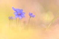 Leberblmchen " Hepatica nobilis "