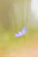 Leberblmchen " Hepatica nobilis "