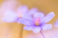 Leberblmchen " Hepatica nobilis "