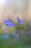 Leberblmchen " Hepatica nobilis "