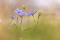 Leberblmchen " Hepatica nobilis "