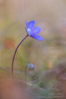 Leberblmchen " Hepatica nobilis "