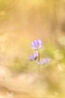 Leberblmchen " Hepatica nobilis "