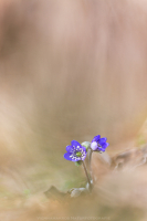 Leberblmchen - Hepatica nobilis