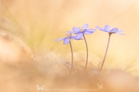 Leberblmchen " Hepatica nobilis "