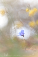 Leberblmchen " Hepatica nobilis "