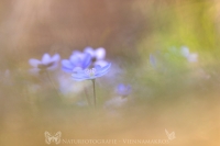 Leberblmchen " Hepatica nobilis "