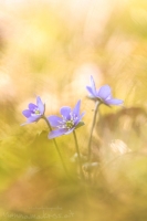 Leberblmchen " Hepatica nobilis "