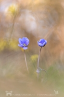 Leberblmchen " Hepatica nobilis "