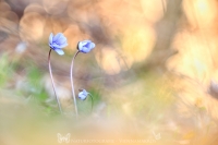 Leberblmchen " Hepatica nobilis "