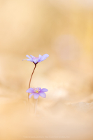 Leberblmchen - Hepatica nobilis