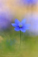 Leberblmchen " Hepatica nobilis "