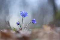 Leberblmchen - Hepatica nobilis