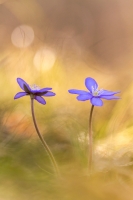 Leberblmchen "Anemone hepatica"