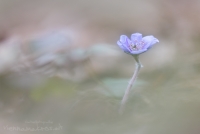 Leberblmchen " Hepatica nobilis "