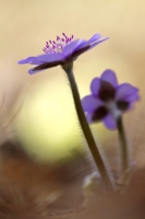 Leberblmchen "Anemone hepatica"