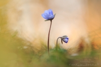 Leberblmchen " Hepatica nobilis "