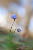 Leberblmchen " Hepatica nobilis "