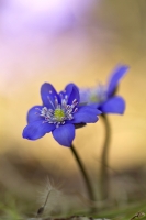 Leberblmchen "Anemone hepatica"