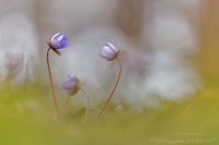 Leberblmchen " Hepatica nobilis "