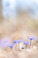 Leberblmchen - Hepatica nobilis