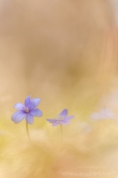 Leberblmchen " Hepatica nobilis "