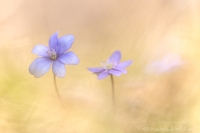 Leberblmchen " Hepatica nobilis "