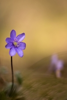 Leberblmchen "Hepatica nobilis"