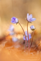 Leberblmchen " Hepatica nobilis "