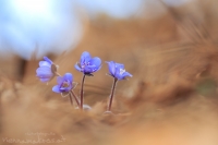 Leberblmchen " Hepatica nobilis "