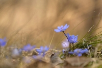 Leberblmchen "Anemone hepatica"