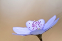 Leberblmchen "Anemone hepatica"