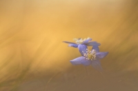 Leberblmchen "Anemone hepatica"