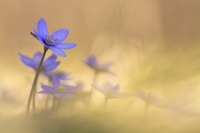 Leberblmchen " Hepatica nobilis "